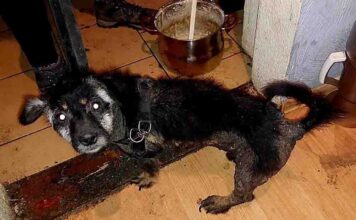 Dramat pieska. Musiał cierpieć latami, 38-latka zatrzymana