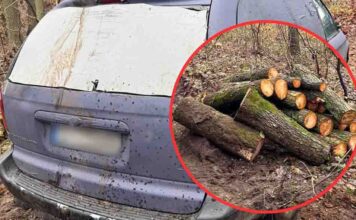 Pechowa kradzież drewna z lasu. Wpadł, bo przeładowany samochód ugrzązł w błocie