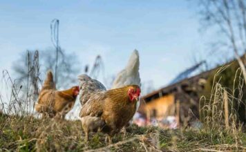 Wolsztyn. 90 tysięcy sztuk drobiu do zagazowania