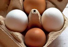 Zabawa zaczęła się rzucaniem jajkami i warzywami, a skończyła na kamieniach