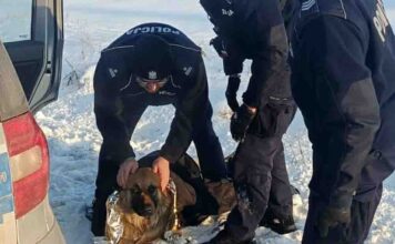 Pies przymarzł do ziemi. Uratowali go policjanci