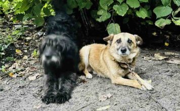 Psy głodowały, były oblepione kleszczami i spały na szkle. Sadysta stanie przed sądem