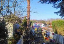 Tragedia na działkach. Mężczyzna spadł z drzewa, zginął na miejscu