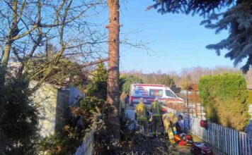 Tragedia na działkach. Mężczyzna spadł z drzewa, zginął na miejscu