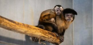 Zielona Góra. Oto nowy mieszkaniec mini zoo