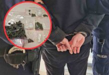 Krosno Odrzańskie. Pies zielonogórskiej policji znalazł narkotyki w mieszkanu dilera