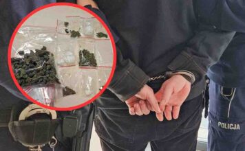 Krosno Odrzańskie. Pies zielonogórskiej policji znalazł narkotyki w mieszkanu dilera