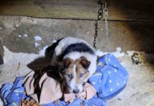 Niewyobrażalne cierpnie. Pies miał łańcuch wrośnięty w skórę szyi