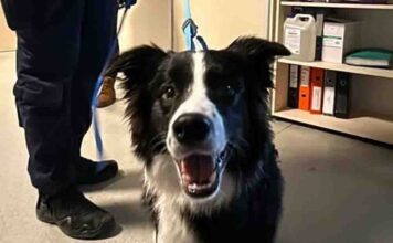 Szokujące. Kopał i smyczą bił psa. Mówił, że to było szkolenie