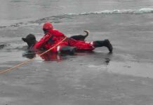 Gorzów. Strażacy ratowali psa, który utknął między taflami kry na rzece. Niesamowita akcja (ZDJĘCIA)