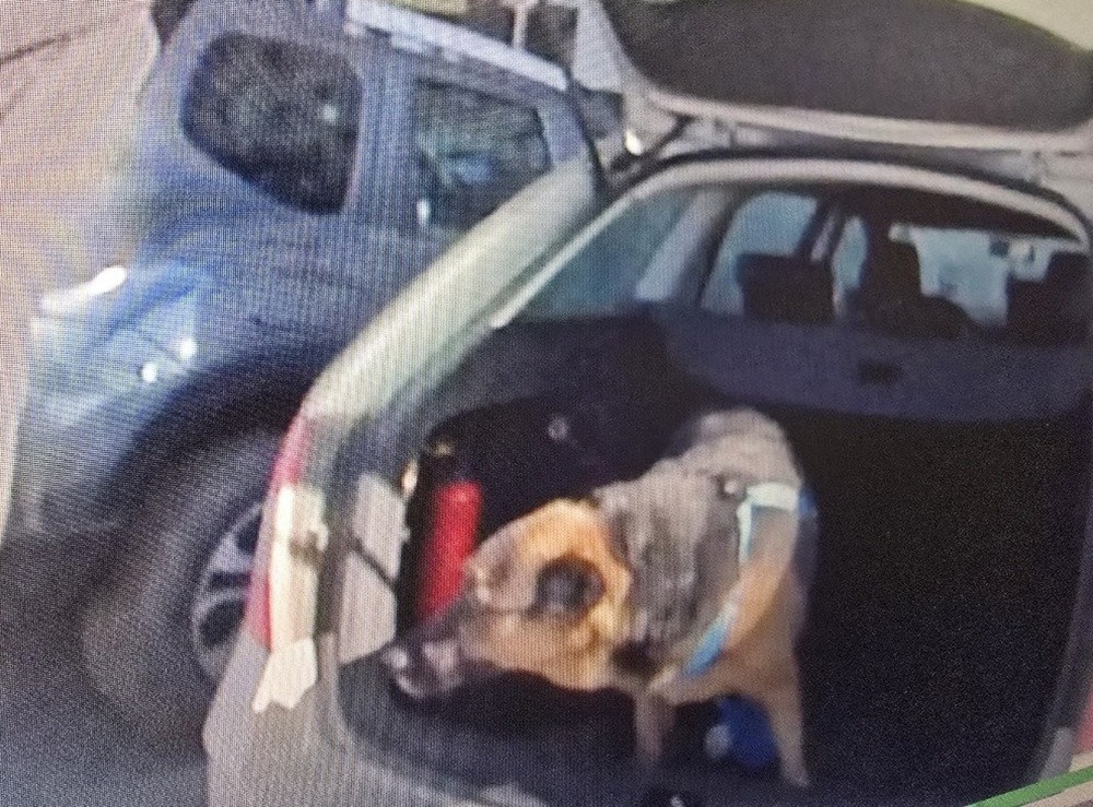 Pies zamknięty w samochodzie. Interweniowała policja