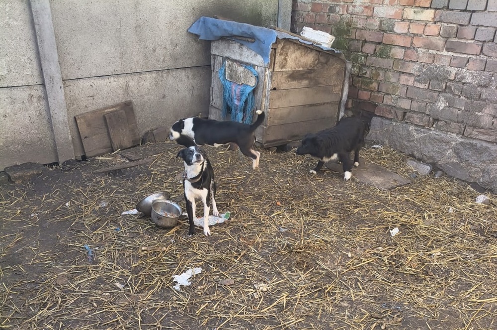 12 psów i kot odebrane właścicielom. Policja i TOZ ruszyli na pomoc zwierzętom