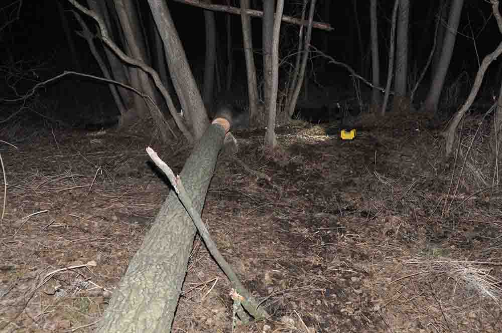 Tragiczny wypadek. Mężczyzna zmiażdżony wycinanym drzewem