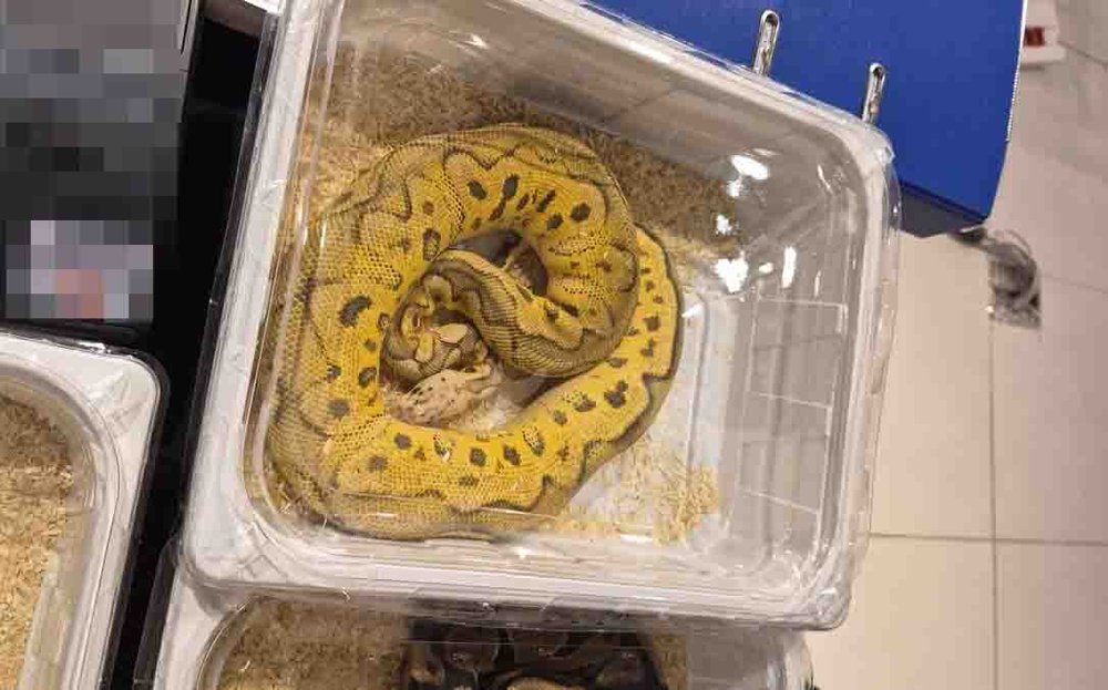 Na targach handlowała chronionymi wężami i kameleonami. Miała fałszywe zezwolenia