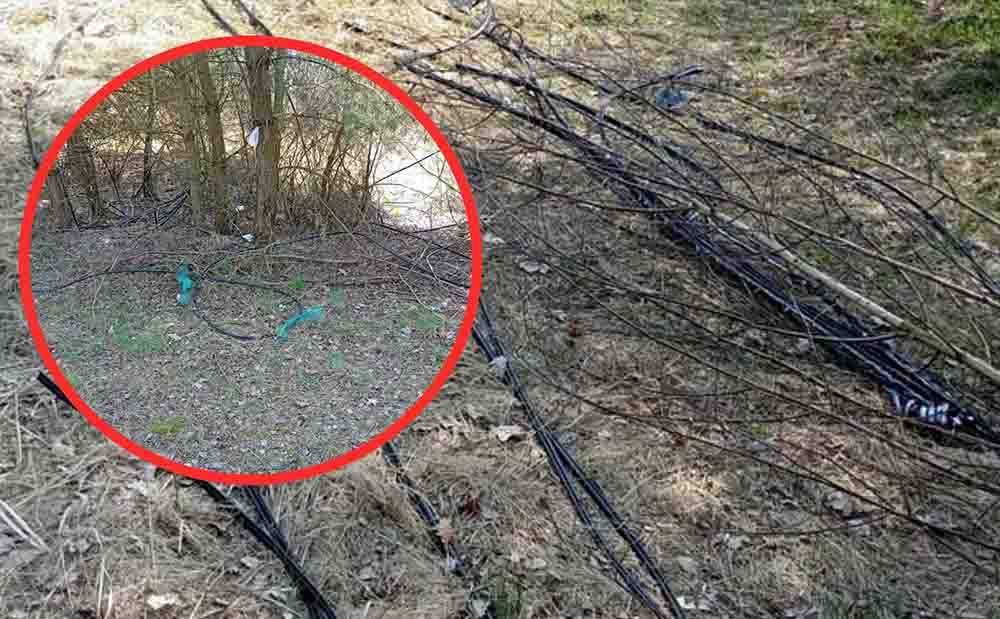 Sulechów Nasz czytelnik znalazł w lesie przynajmniej kilometr kabla