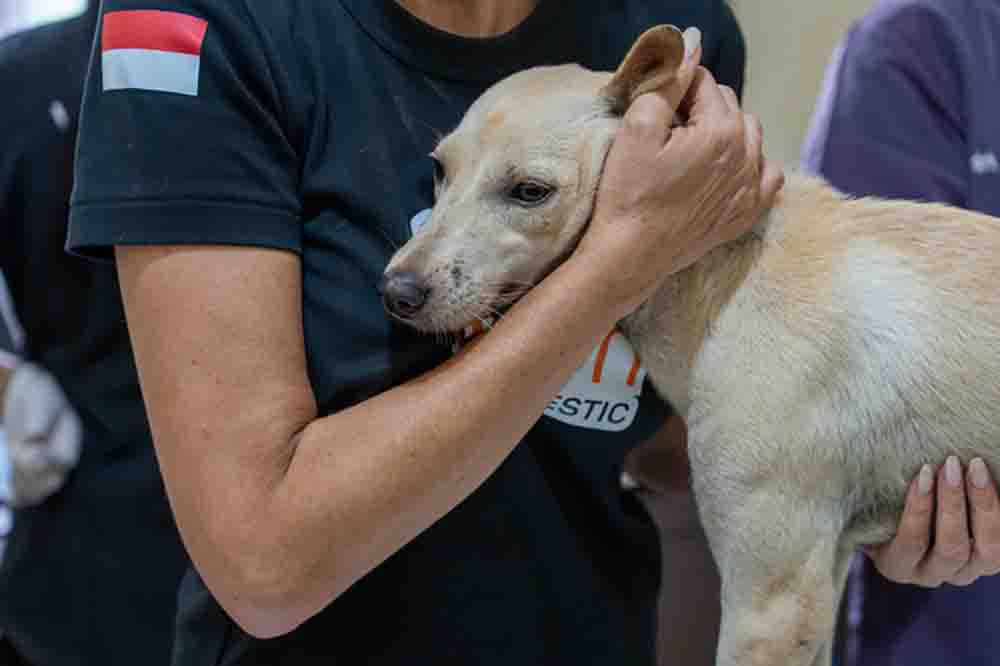 W tych krajach bezdomne psy mają najgorzej