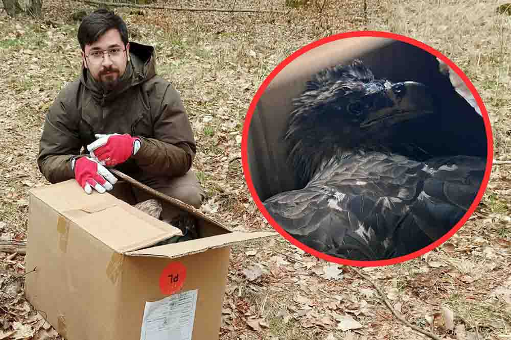 Ranny orzeł bielik znaleziony na terenie nadleśnictwa Świebodzin