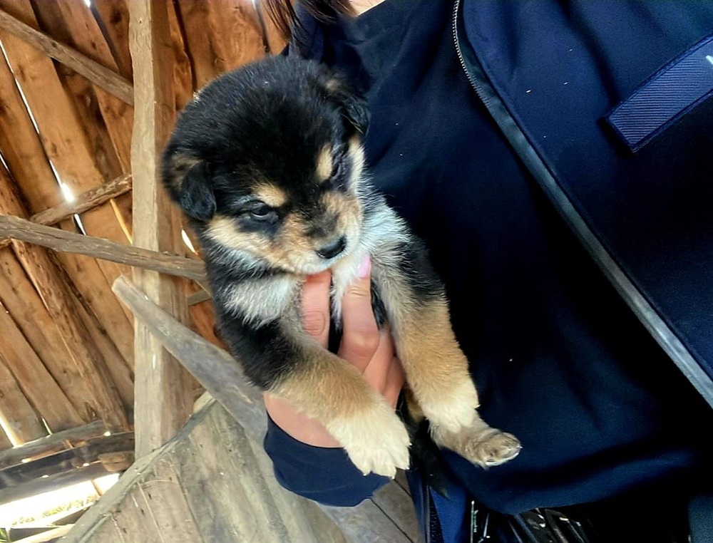 Sadysta znęcał się nad zwierzętami. To zwyrodnialec