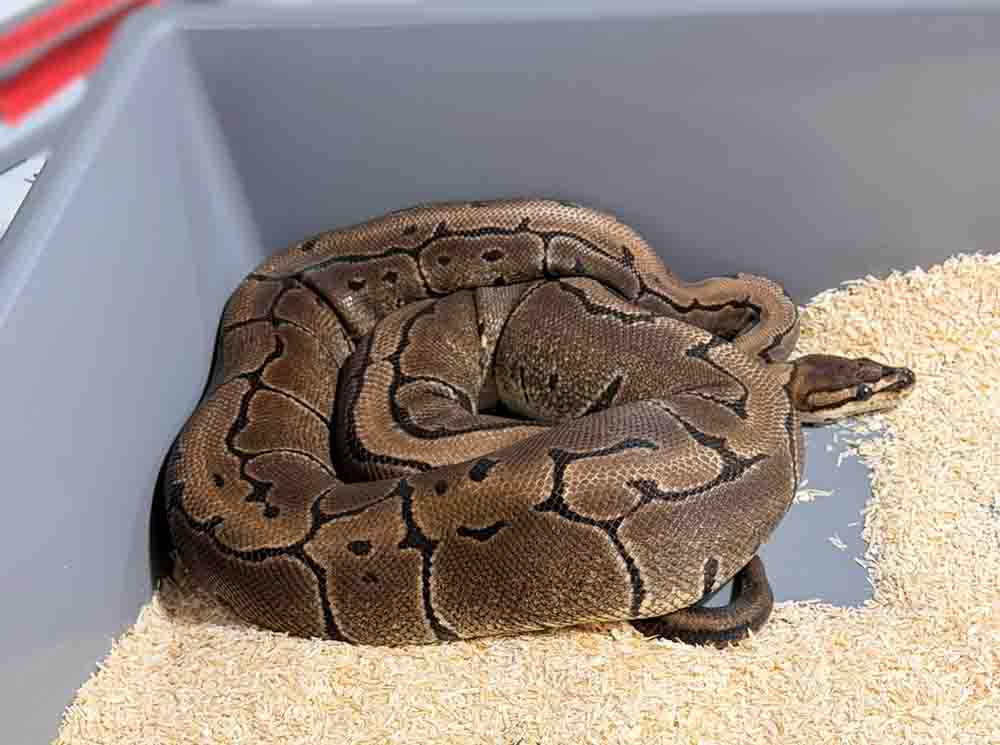 Miał w mieszkaniu 148 pytonów królewskich, jeden mu uciekł. Sprawę bada policja