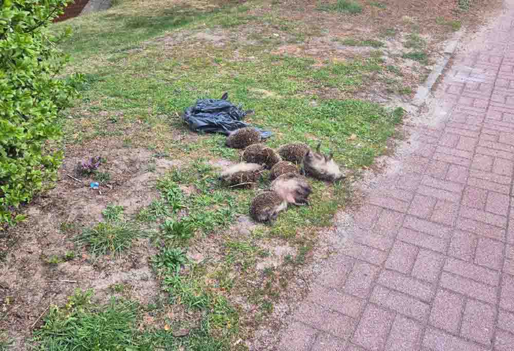 Zielona Góra. W śmieciach znaleziono osiem martwych jeży. Na policję zgłosił się mężczyzna