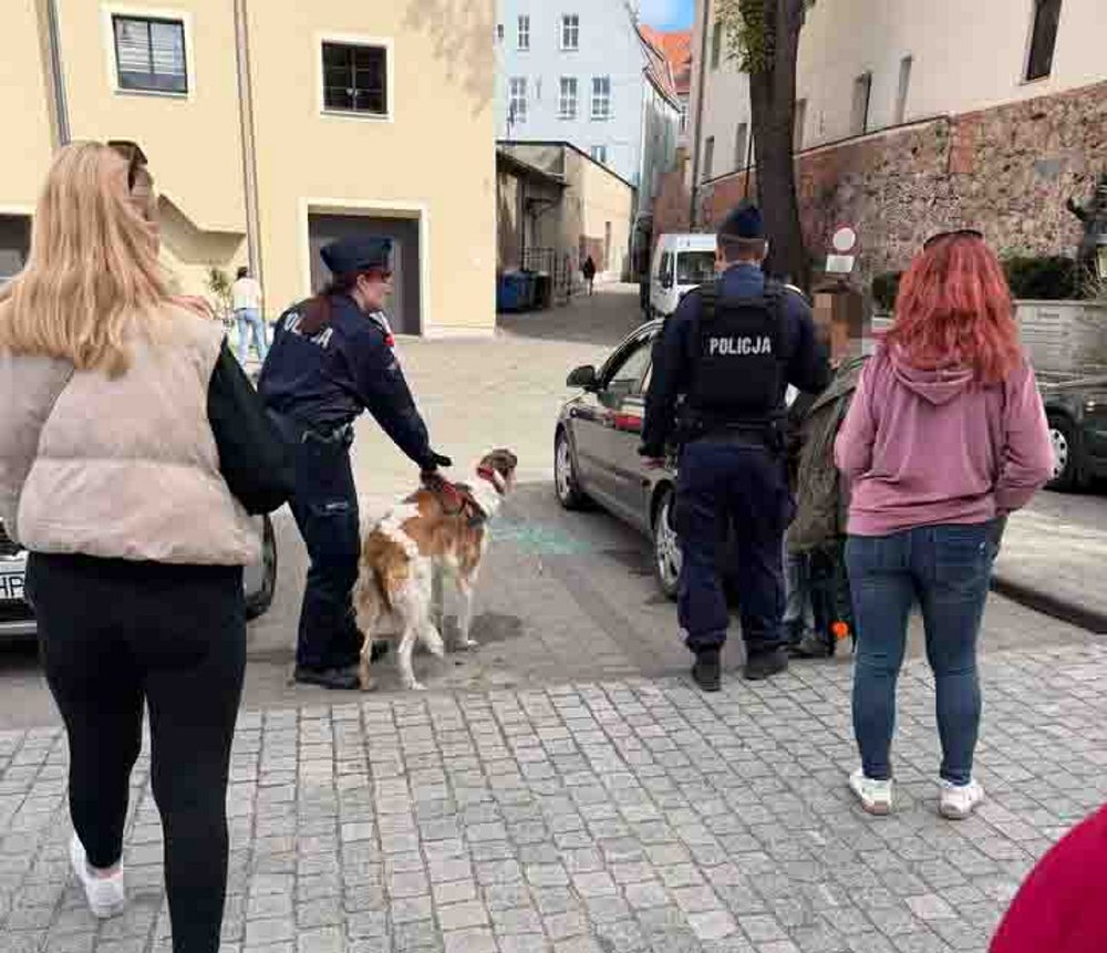 Zielona Góra. Bulwersujące zdarzenie. Pies zamknięty w nagrzanym samochodzie, policjant wybił szybę (ZDJĘCIA CZYTELNIKA)