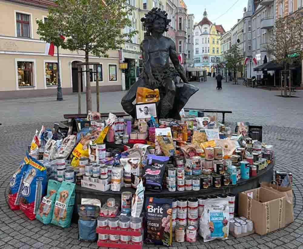 Zielona Góra. Wielka pomoc dla bezdomnych zwierząt, a teraz akcja: „Mamy dość – czas na zmiany”