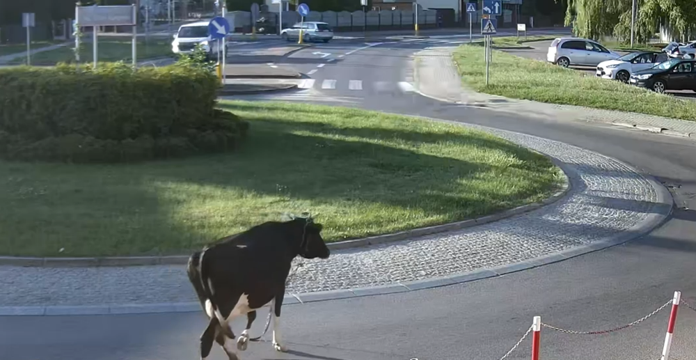 Poranny spacer krowy ulicami miasta. Właściciel odpowie przed sądem(FILM)