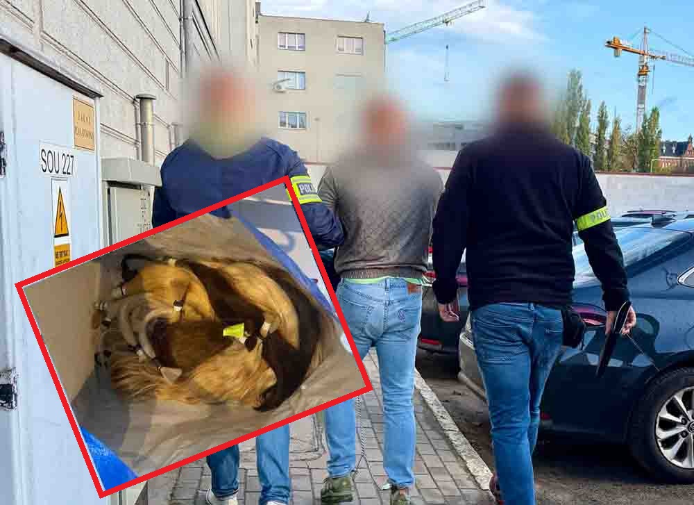 Rozbity gang złodziei włosów. Trzy osoby zatrzymane, straty przekraczają milion złotych