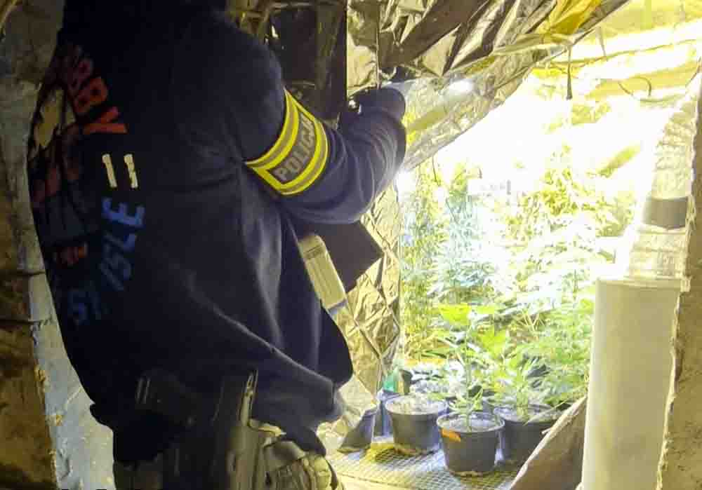Zielona Góra: plantacja konopi w piwnicy domu. Zatrzymano 39-latkę