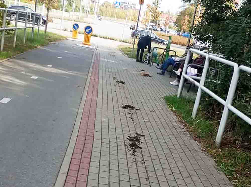 Zielona Góra. Piach i końskie odchody na trasie „Zielona Strzała” (ZDJĘCIA CZYTELNICZKI)
