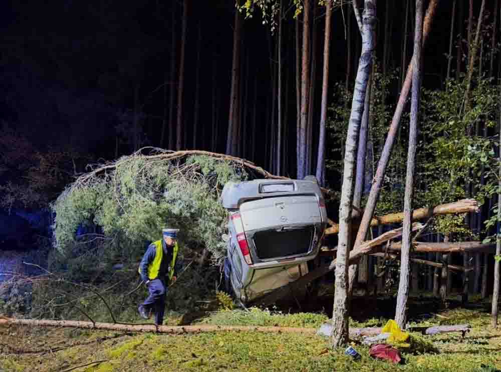 Wypadek w Czajkowie. Opel dachował i zawisł na drzewach, kierowca miał zakaz prowadzenia
